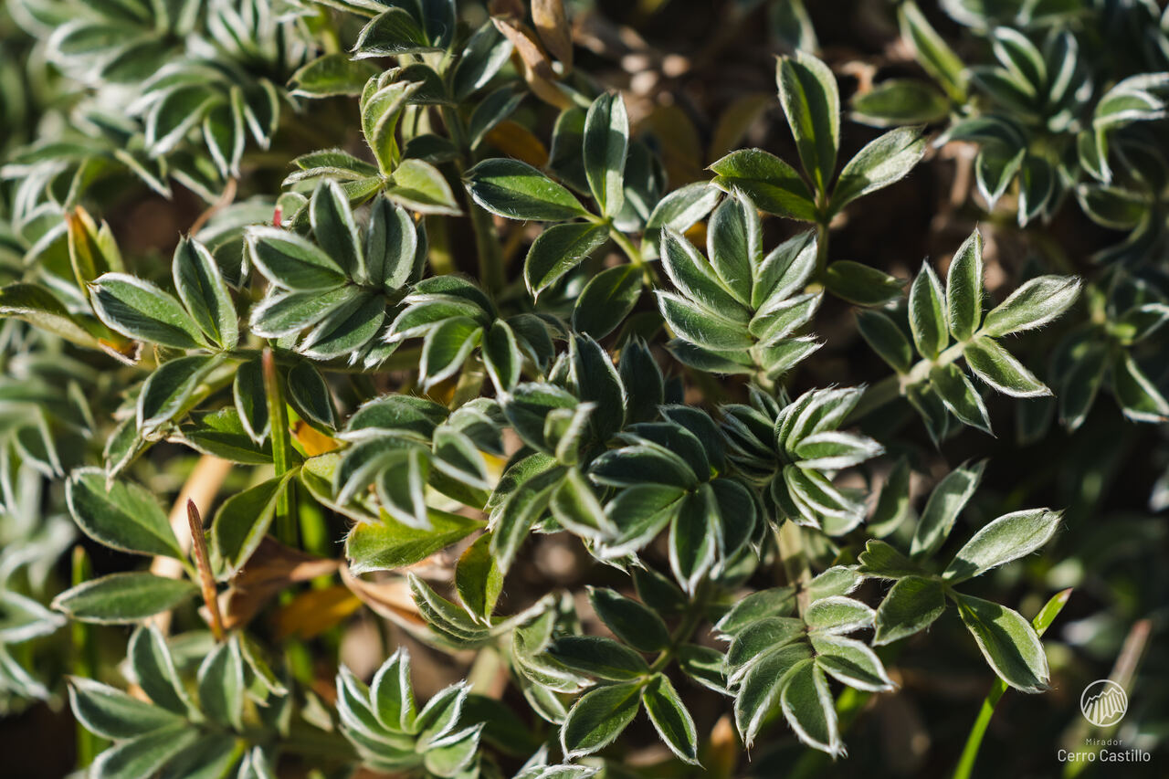 Flora Nativa